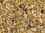 Autumn Gold - Resin kit